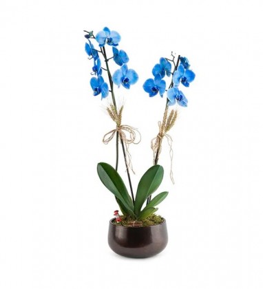  Mavi Orkide
