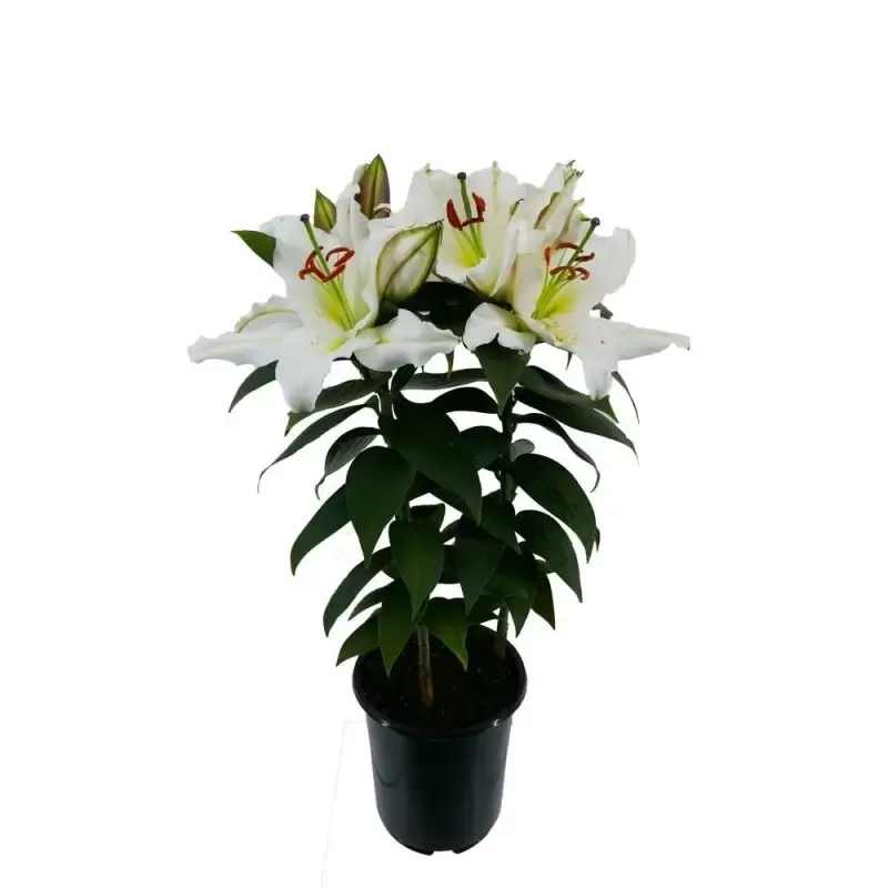 Lilyum & Saksı Çiçeği