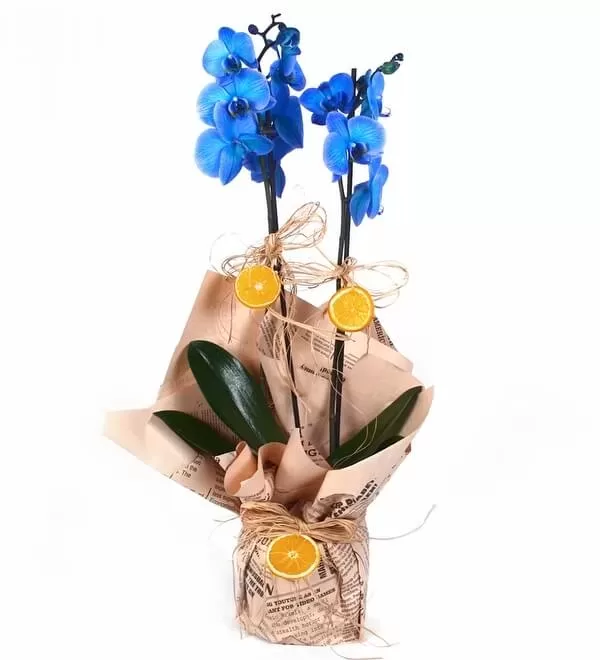 2 Dallı Mavi Orkide