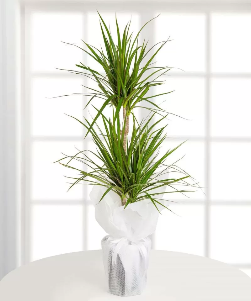 Marginata Dracena Çift Dal