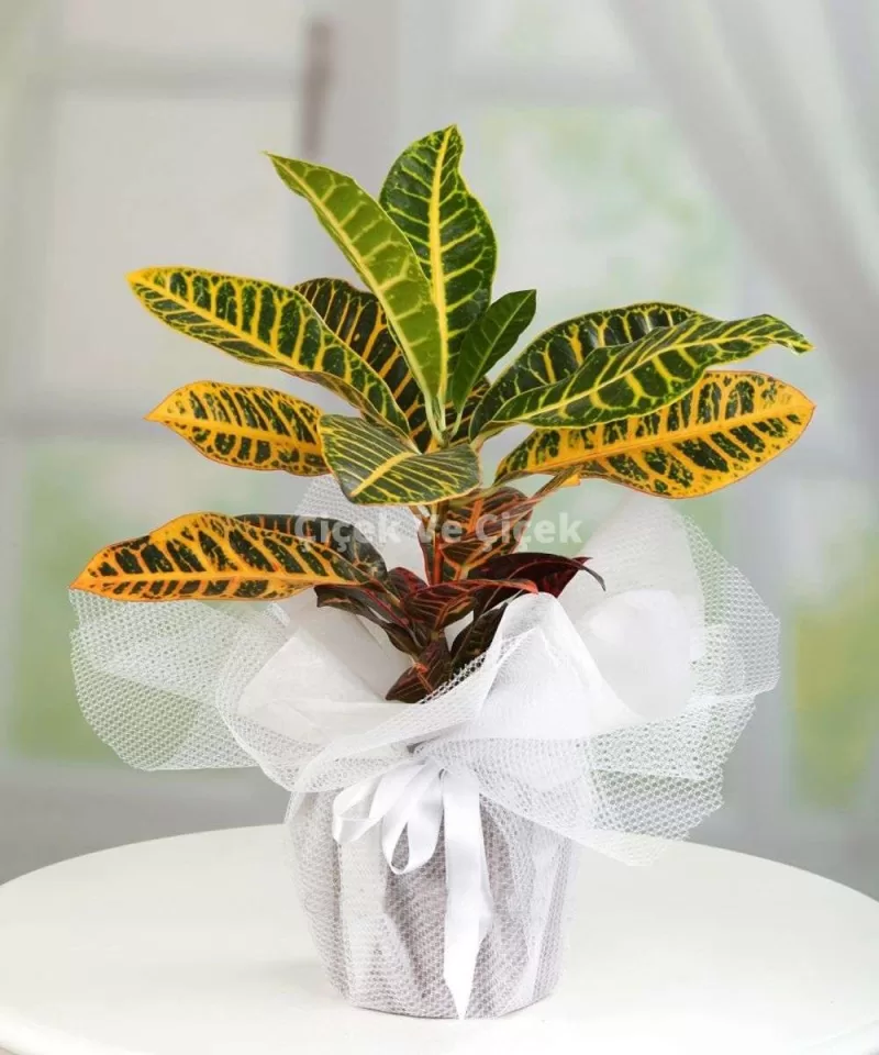 Kroton Bitkisi (Kraton - Croton Petra)